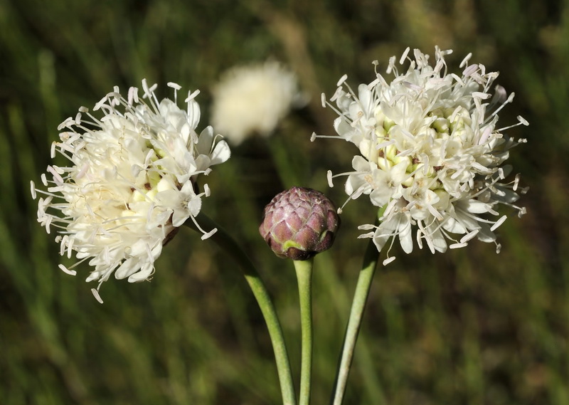 Cephalaria linearifolia.10