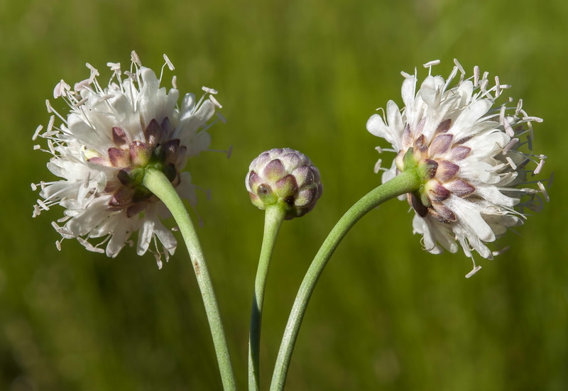 Cephalaria linearifolia.12