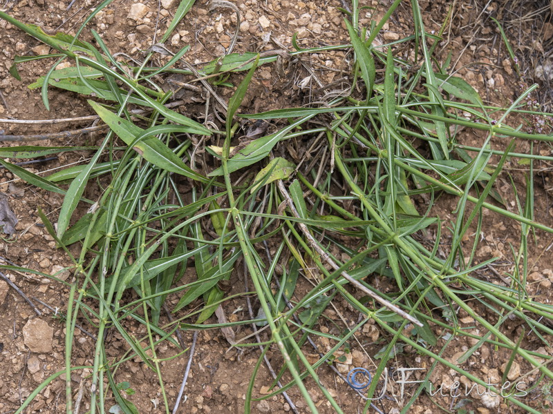 Cephalaria linearifolia.18