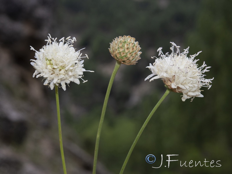 Cephalaria linearifolia.19