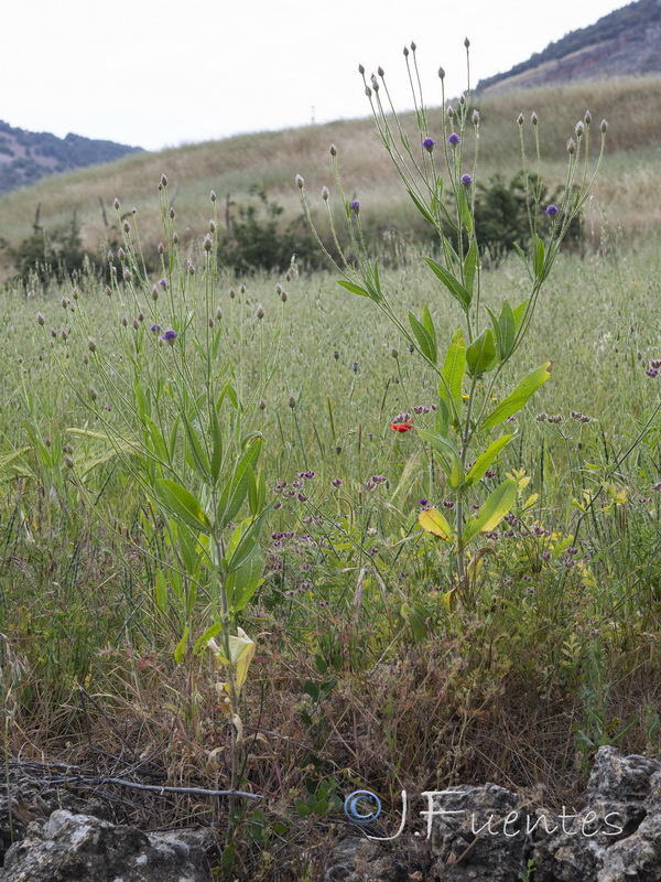 Cephalaria syriaca.01