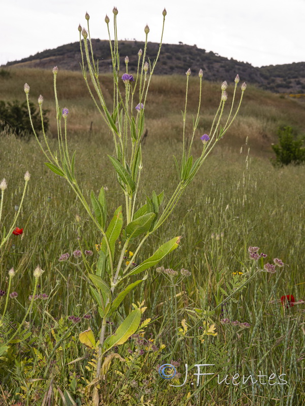 Cephalaria syriaca.02