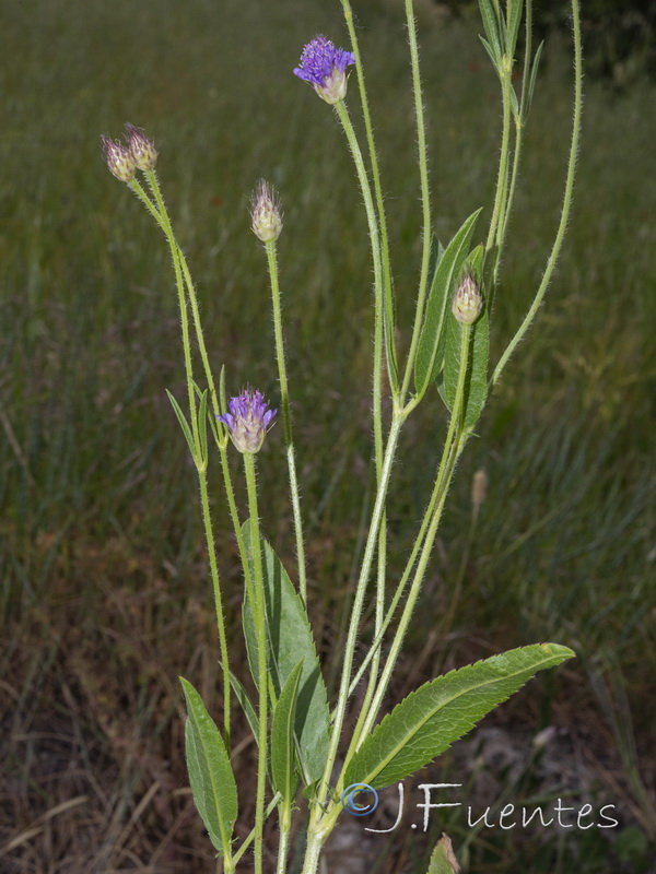 Cephalaria syriaca.03