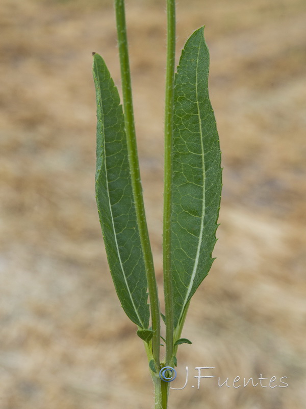 Cephalaria syriaca.04
