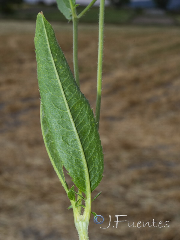 Cephalaria syriaca.05