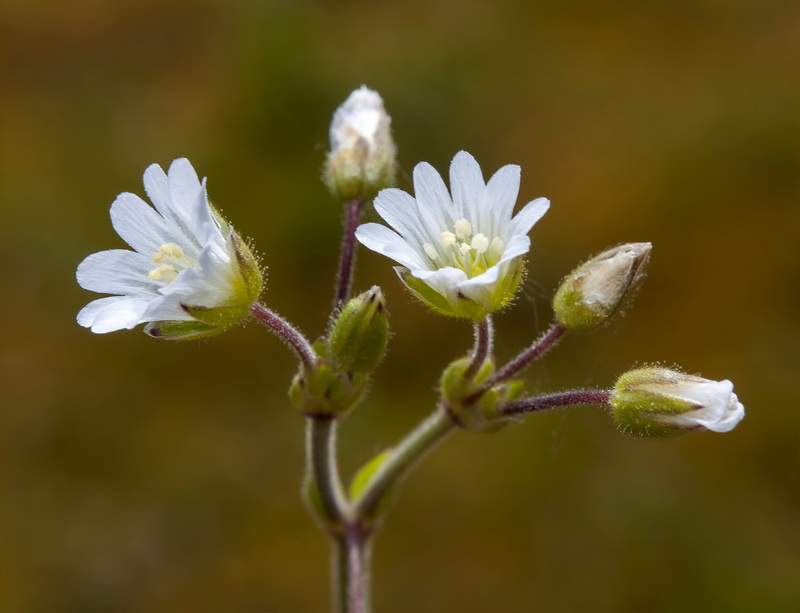 Cerastium alpinum aquaticum.04