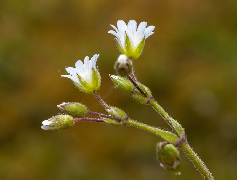 Cerastium alpinum aquaticum.07