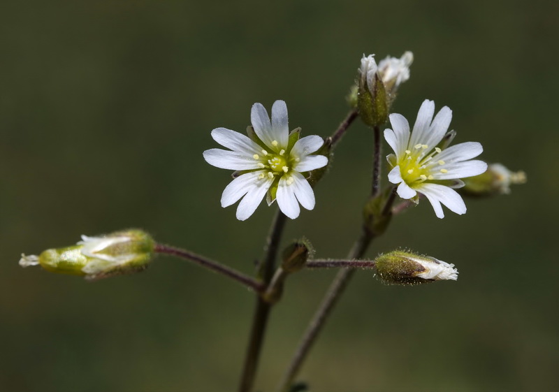 Cerastium alpinum aquaticum.08