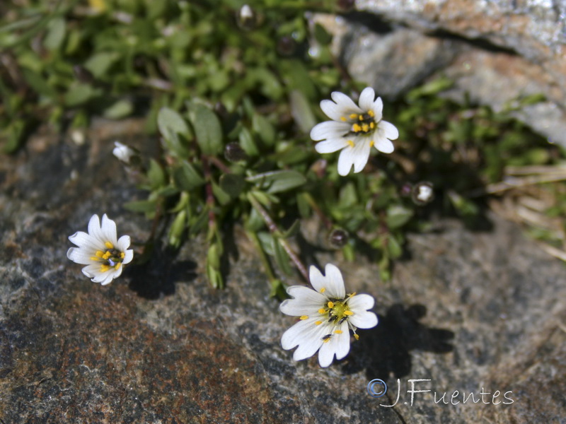 Cerastium alpinum aquaticum.12