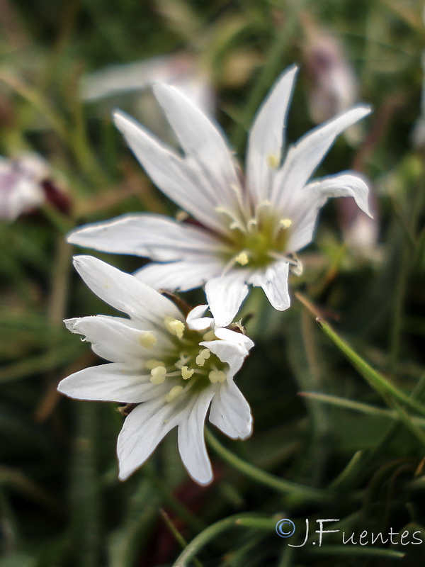 Cerastium alpinum aquaticum.13