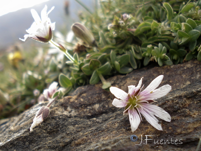 Cerastium alpinum aquaticum.14