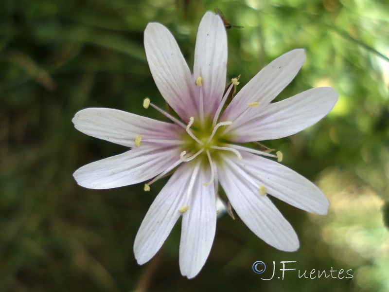 Cerastium alpinum aquaticum.19