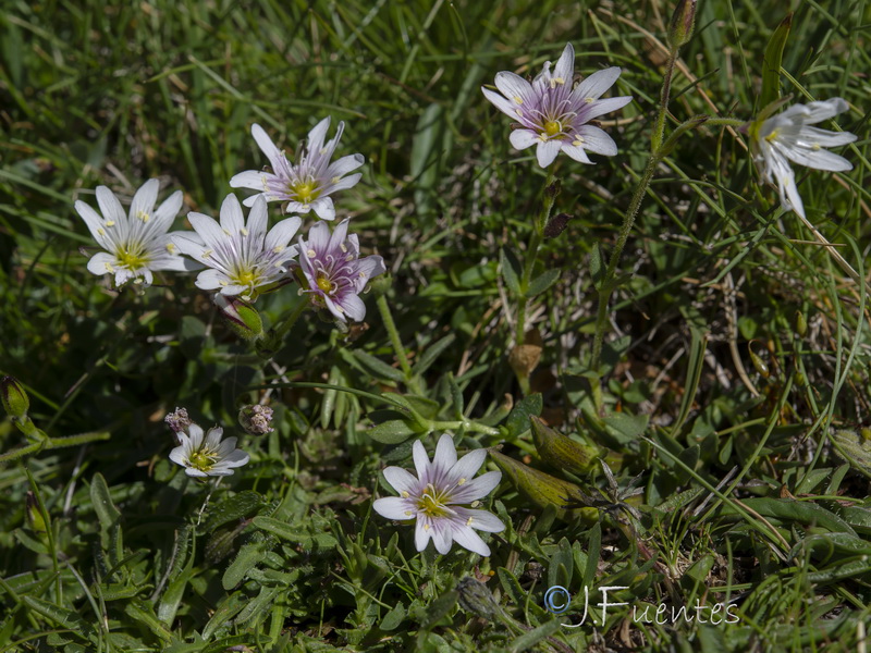 Cerastium alpinum aquaticum.22