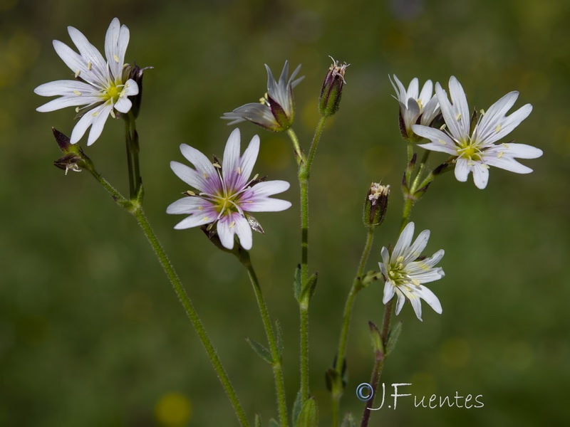 Cerastium alpinum aquaticum.23