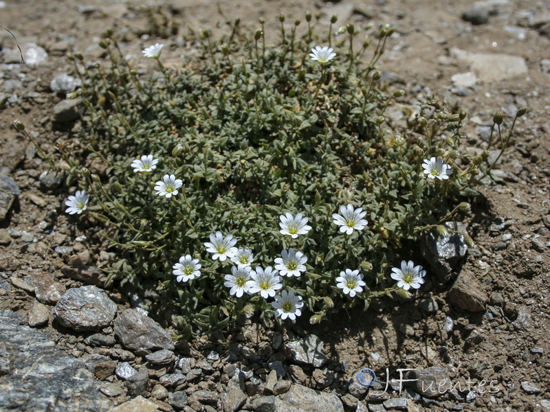 Cerastium alpinum nevadense.01