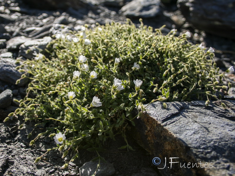 Cerastium alpinum nevadense.02