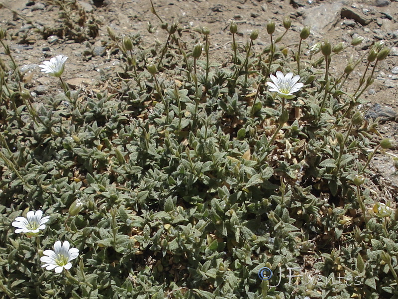 Cerastium alpinum nevadense.03