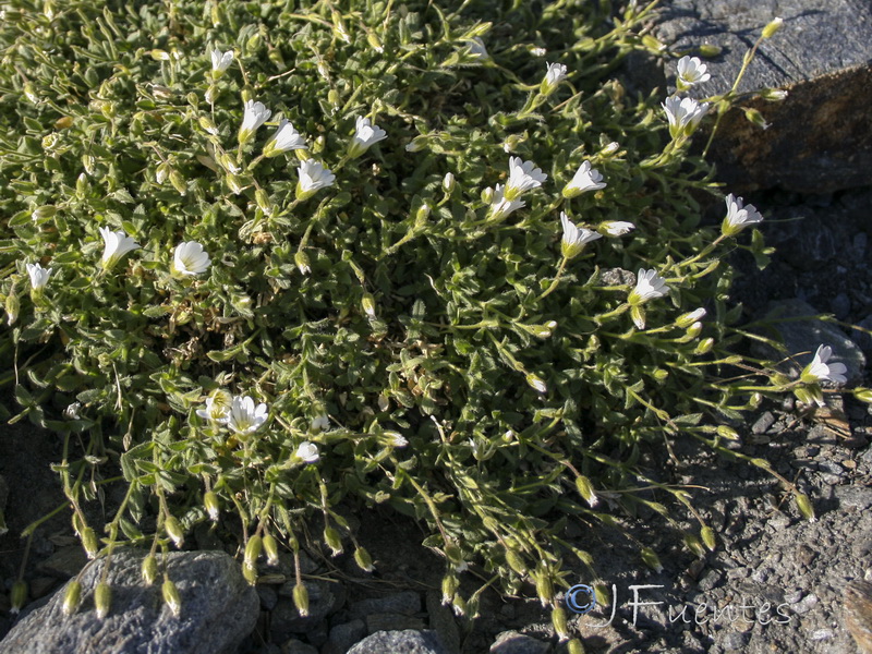 Cerastium alpinum nevadense.04
