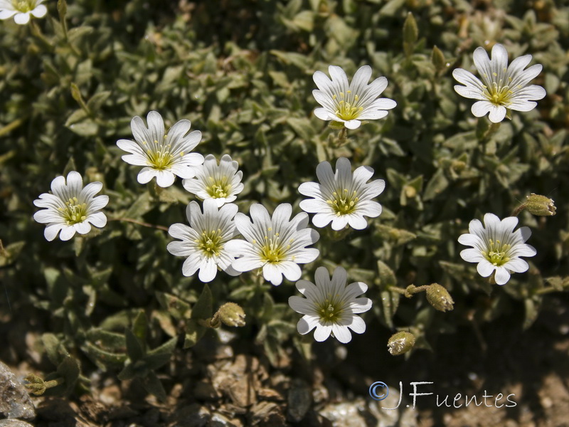 Cerastium alpinum nevadense.05