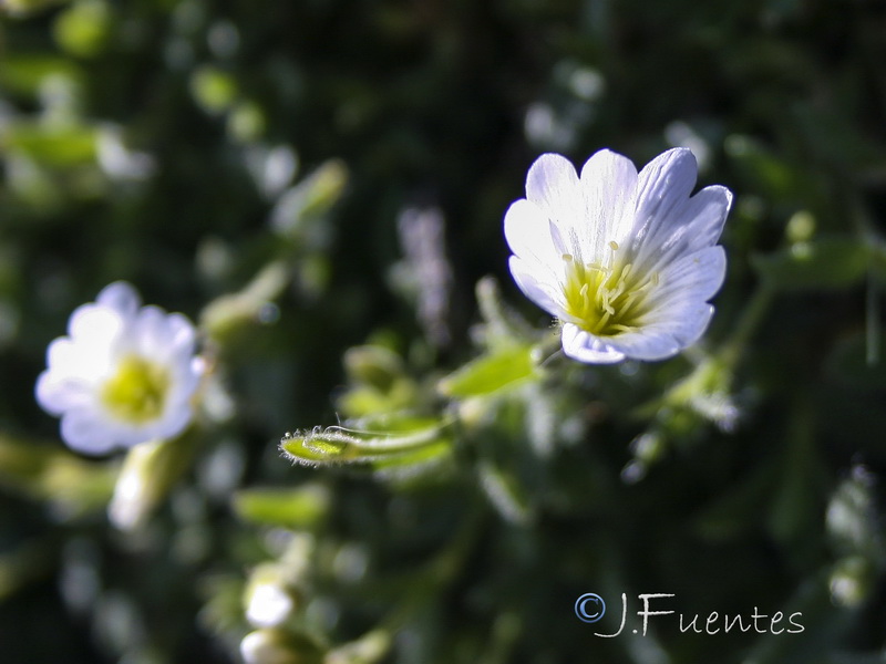 Cerastium alpinum nevadense.06