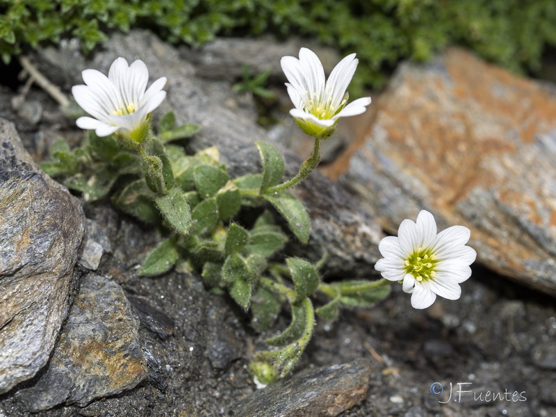 Cerastium alpinum nevadense.07