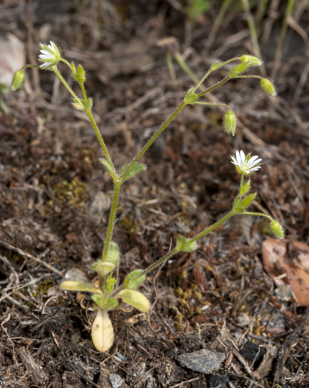 Cerastium brachypetalum brachypetalum.01