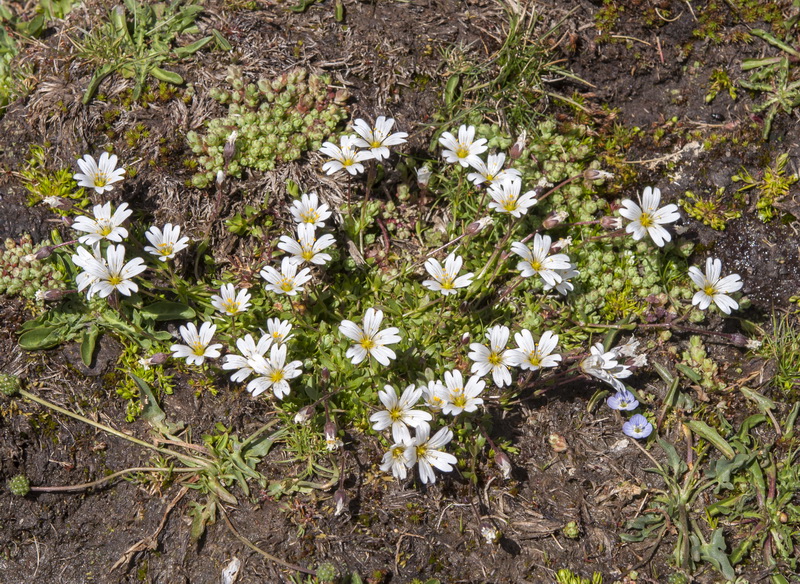 Cerastium cerastoides.01