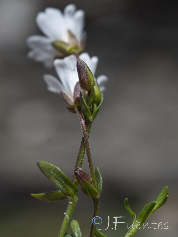 Cerastium cerastoides.24
