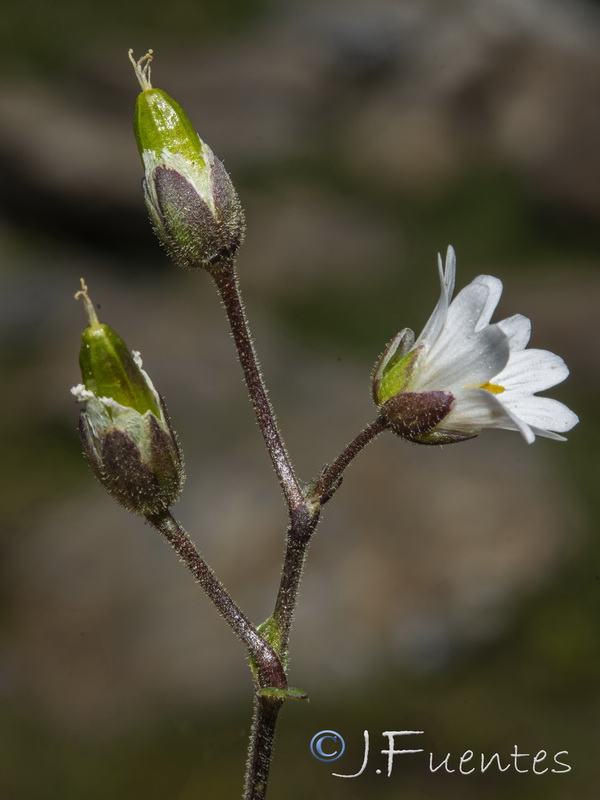 Cerastium cerastoides.26