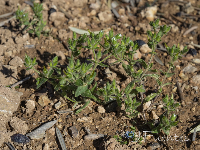 Cerastium dichotomum.01