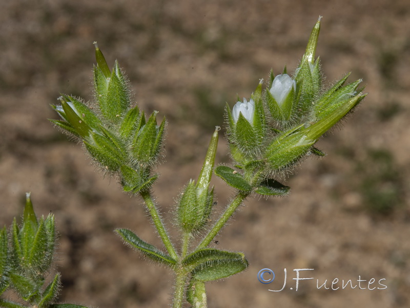 Cerastium dichotomum.03