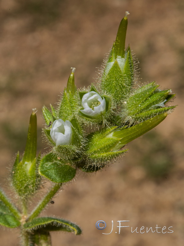 Cerastium dichotomum.04