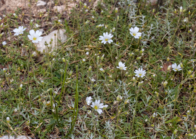 Cerastium gibraltaricum.01