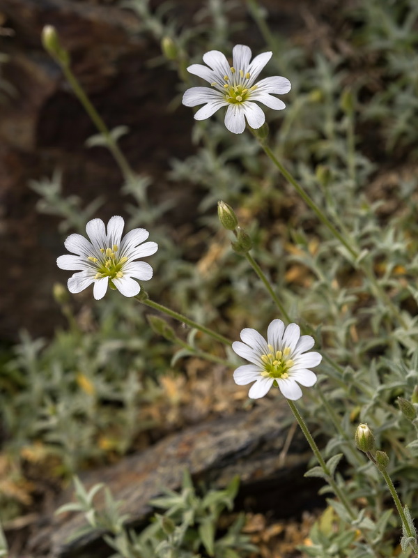 Cerastium gibraltaricum.07