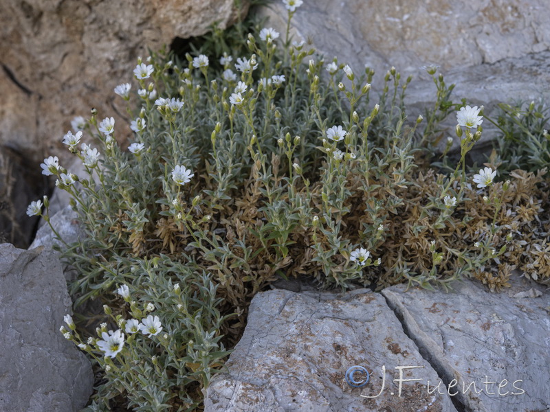 Cerastium gibraltaricum.08