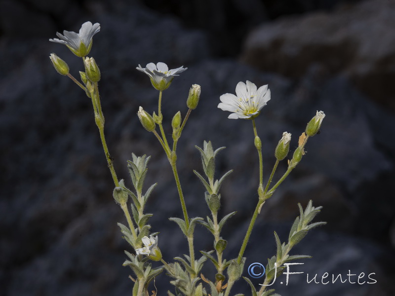 Cerastium gibraltaricum.09