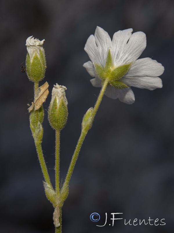 Cerastium gibraltaricum.11