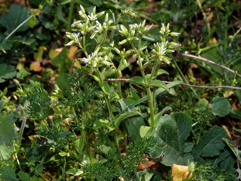 Cerastium glomeratum.01