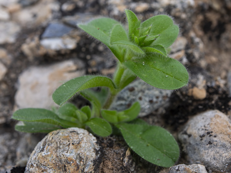 Cerastium glomeratum.23