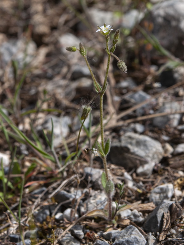 Cerastium gracile.01