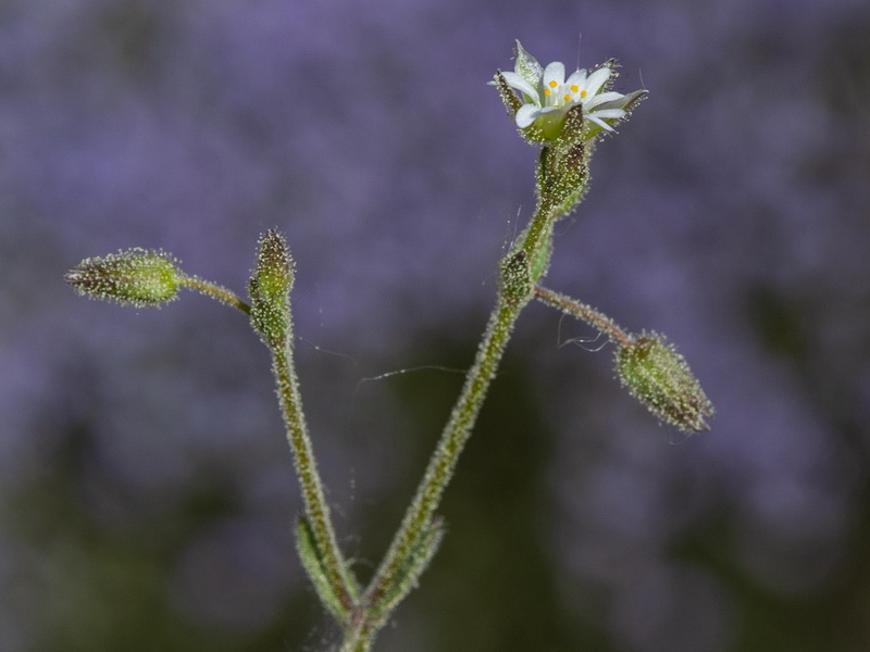 Cerastium gracile.05
