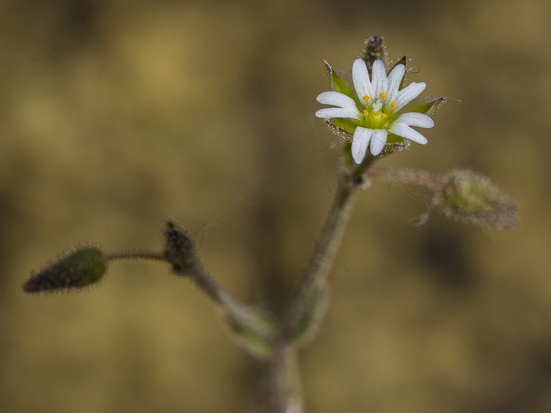 Cerastium gracile.06
