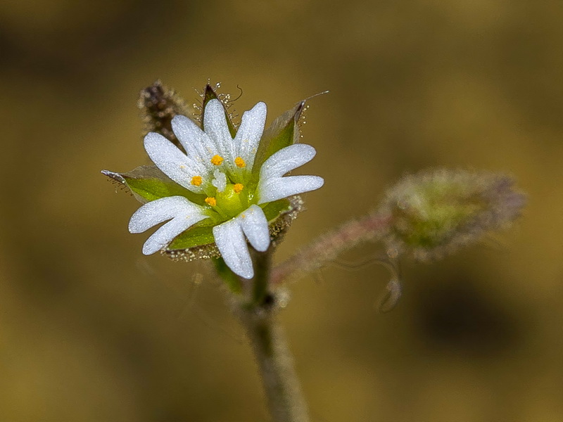 Cerastium gracile.07