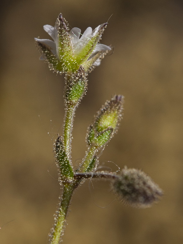 Cerastium gracile.08