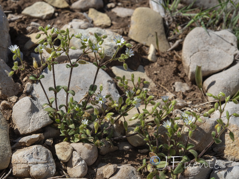 Cerastium pumilum.01