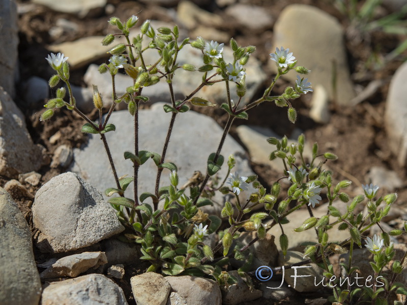 Cerastium pumilum.02