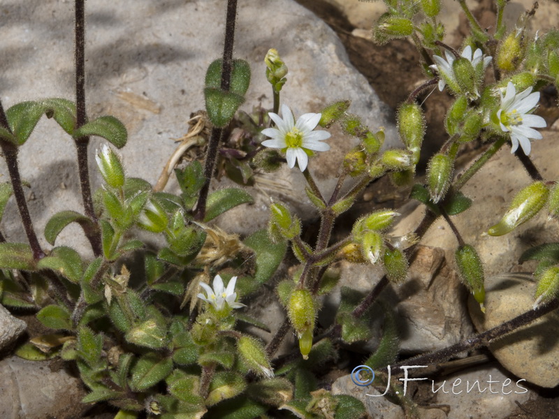 Cerastium pumilum.03