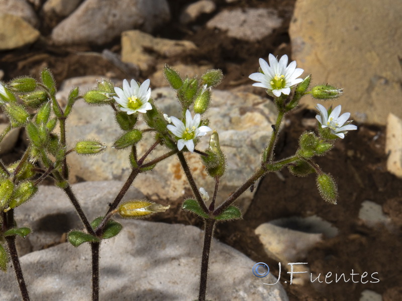 Cerastium pumilum.04