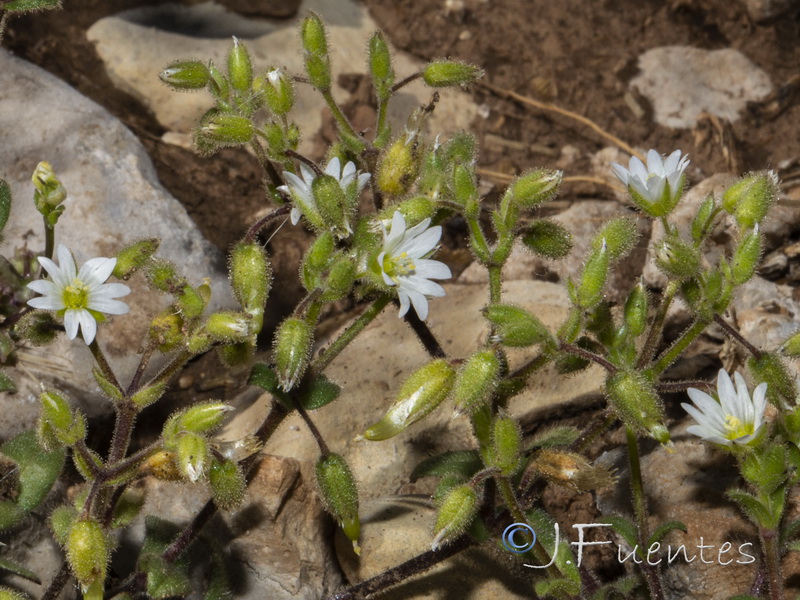 Cerastium pumilum.05