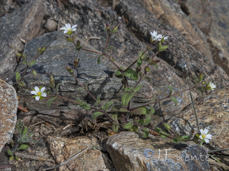 Cerastium ramosissimum.01